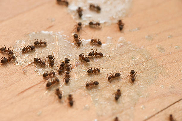 Best Pest Control Near Me  in West Hempstead, NY