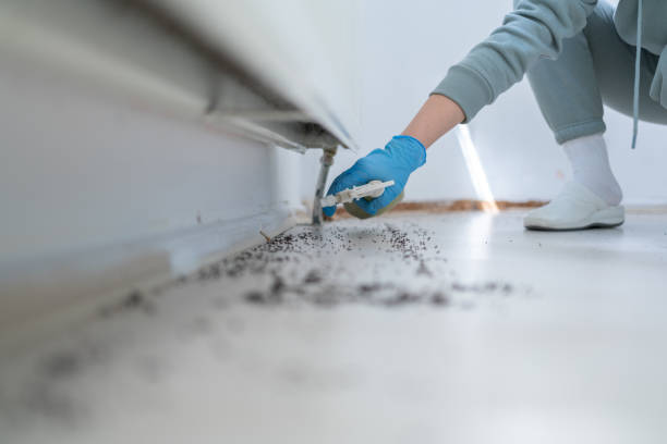 Wasp Removal Services in West Hempstead, NY
